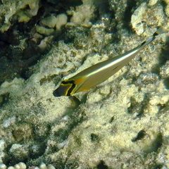 Chaetodon lunulatus