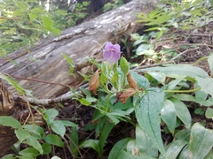 Nothochelone nemorosa