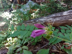 Nothochelone nemorosa