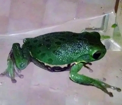 Hyla gratiosa