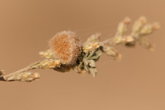 Druon