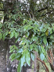 Aextoxicon punctatum