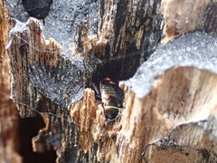 Ellipsidion australe