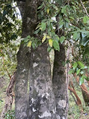 Aextoxicon punctatum