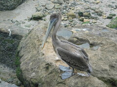 Pelecanus occidentalis
