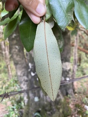 Aextoxicon punctatum