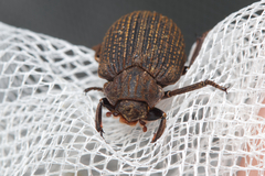 Trogidae
