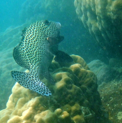 Plectorhinchus chaetodonoides