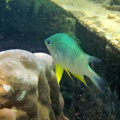 Amblyglyphidodon orbicularis