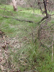 Poa labillardierei