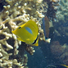 Chaetodon plebeius