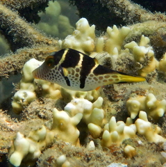 Canthigaster valentini