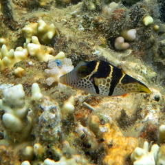 Canthigaster valentini