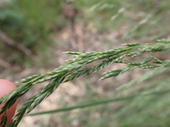 Poa labillardierei