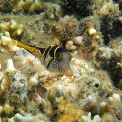 Canthigaster valentini