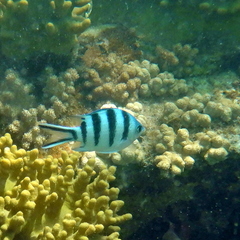 Abudefduf sexfasciatus