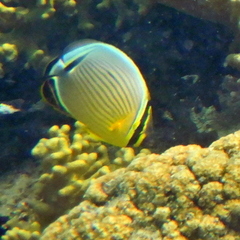 Chaetodon lunulatus