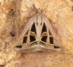 Callistege diagonalis
