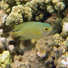 Pomacentrus moluccensis