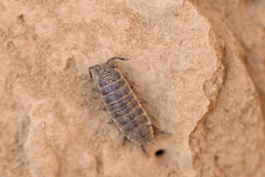 Hemilepistus
