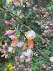 Cytisus