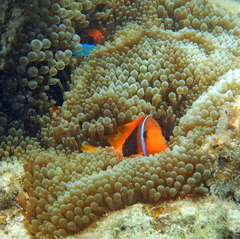 Amphiprion melanopus