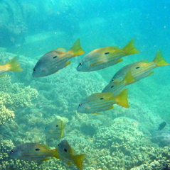 Lutjanus fulviflamma