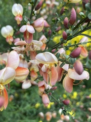 Cytisus