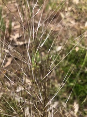 Austrostipa scabra
