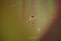 Argiope argentata