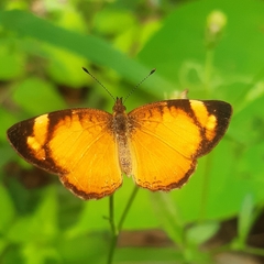 Tegosa