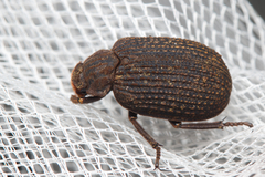 Trogidae