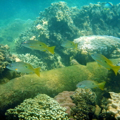 Lutjanus fulviflamma