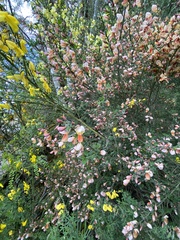 Cytisus