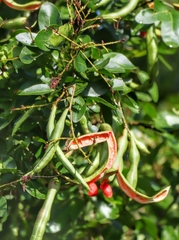 Pithecellobium lanceolatum