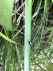 Bathyllus albicinctus