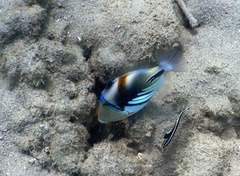 Rhinecanthus aculeatus