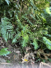 Microlepia nepalensis