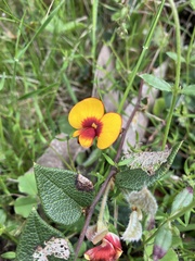 Platylobium obtusangulum