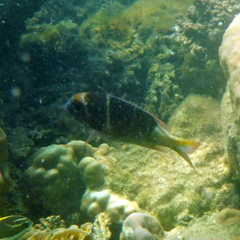 Monotaxis heterodon