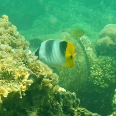 Chaetodon ulietensis