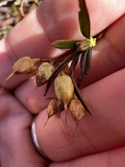 Hypericum densiflorum