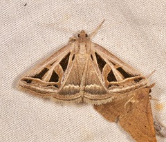 Callistege diagonalis