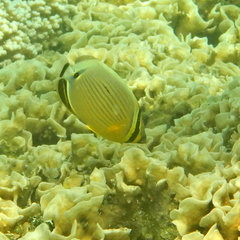 Chaetodon lunulatus