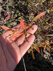 Hypericum densiflorum
