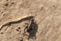 Melanogryllus desertus