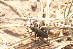 Melanogryllus desertus