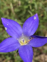 Wahlenbergia stricta