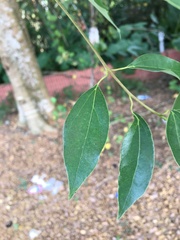 Cinnamomum camphora