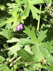 Geranium solanderi